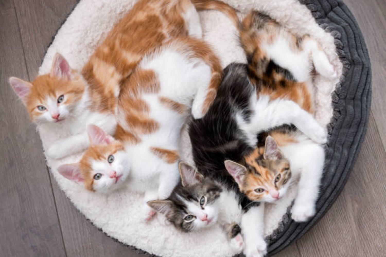 El enigmático pelaje que está cambiando lo que creíamos saber sobre los gatos