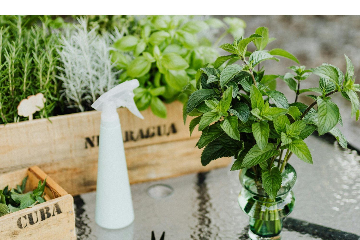 Las plantas que jamás deberías ubicar cerca del romero