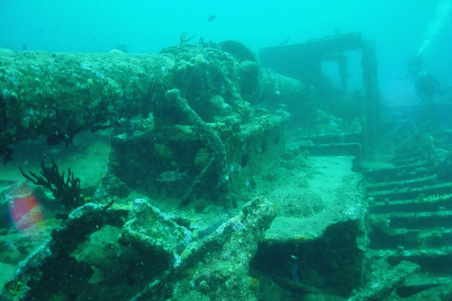 Un bosque y una ciudad milenaria bajo el mar: ¿puede un hallazgo en la India reescribir la historia?