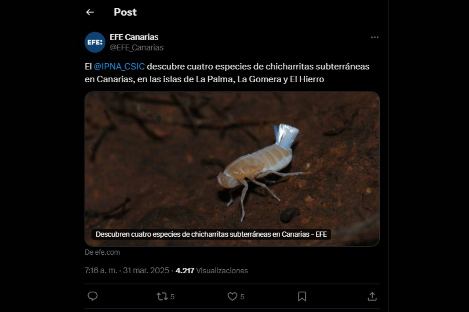 El insecto invisible: lo que escondía una cueva volcánica en La Palma