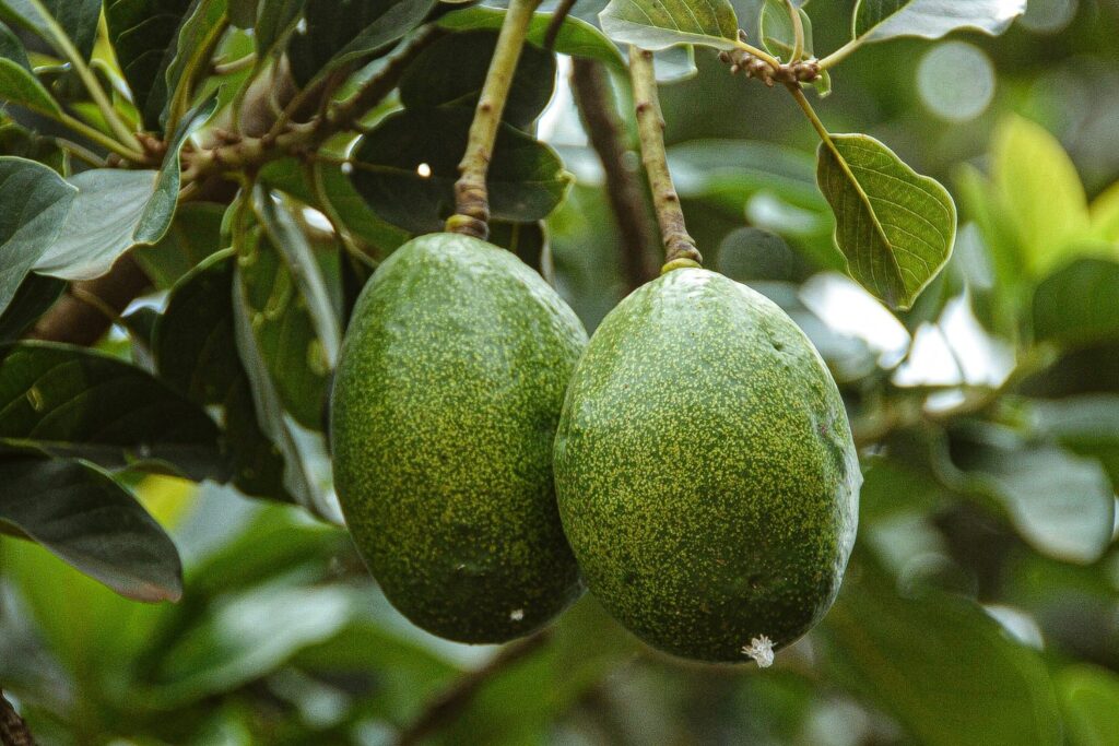 Arbol De Aguacate