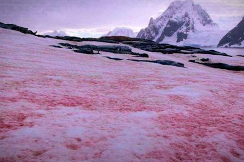 El Fenómeno Que Pinta De Rojo La Nieve Y Acelera Su Desaparición