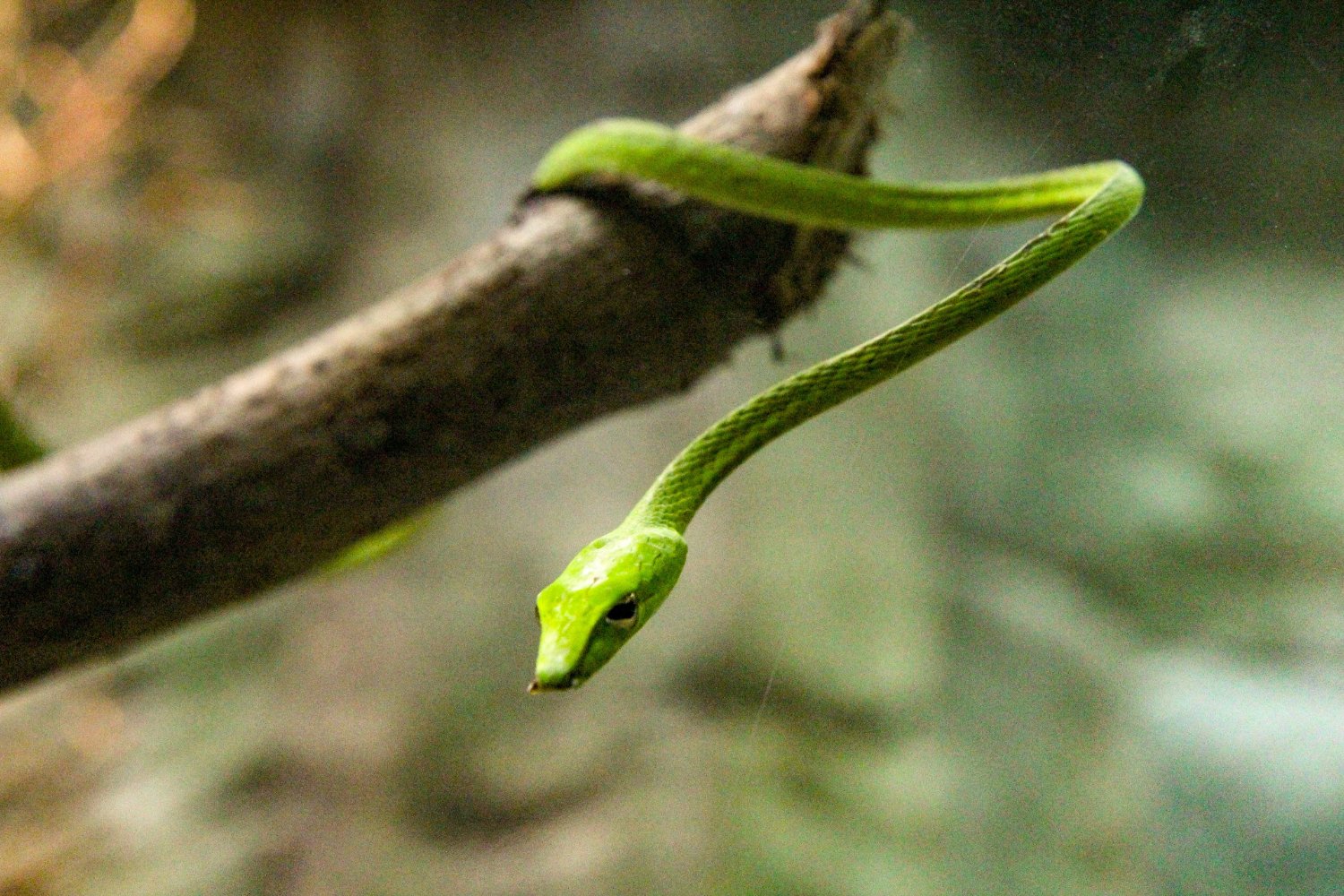 El Olivo Atrae Serpientes En España