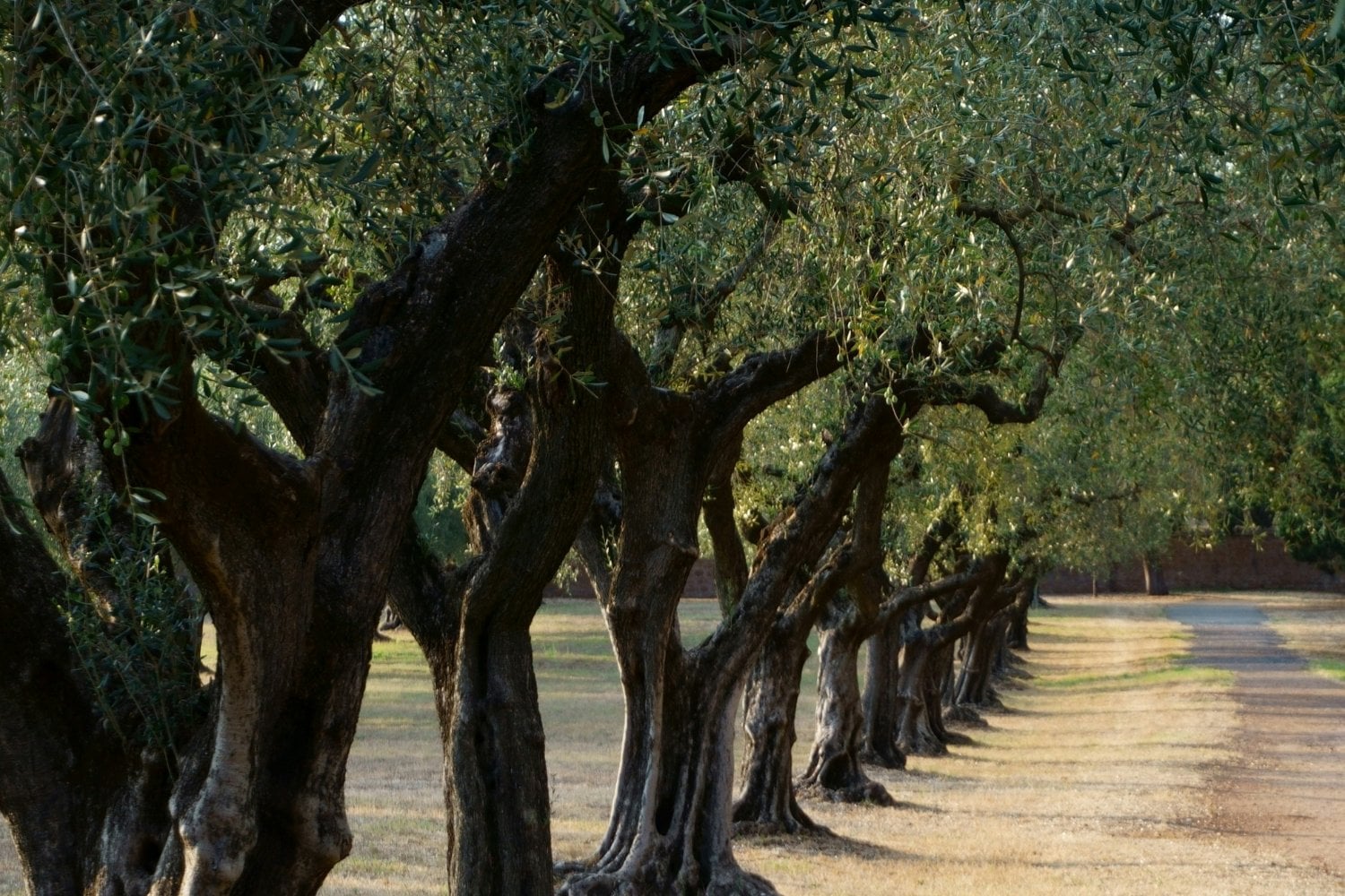 El Olivo Atrae Serpientes En España