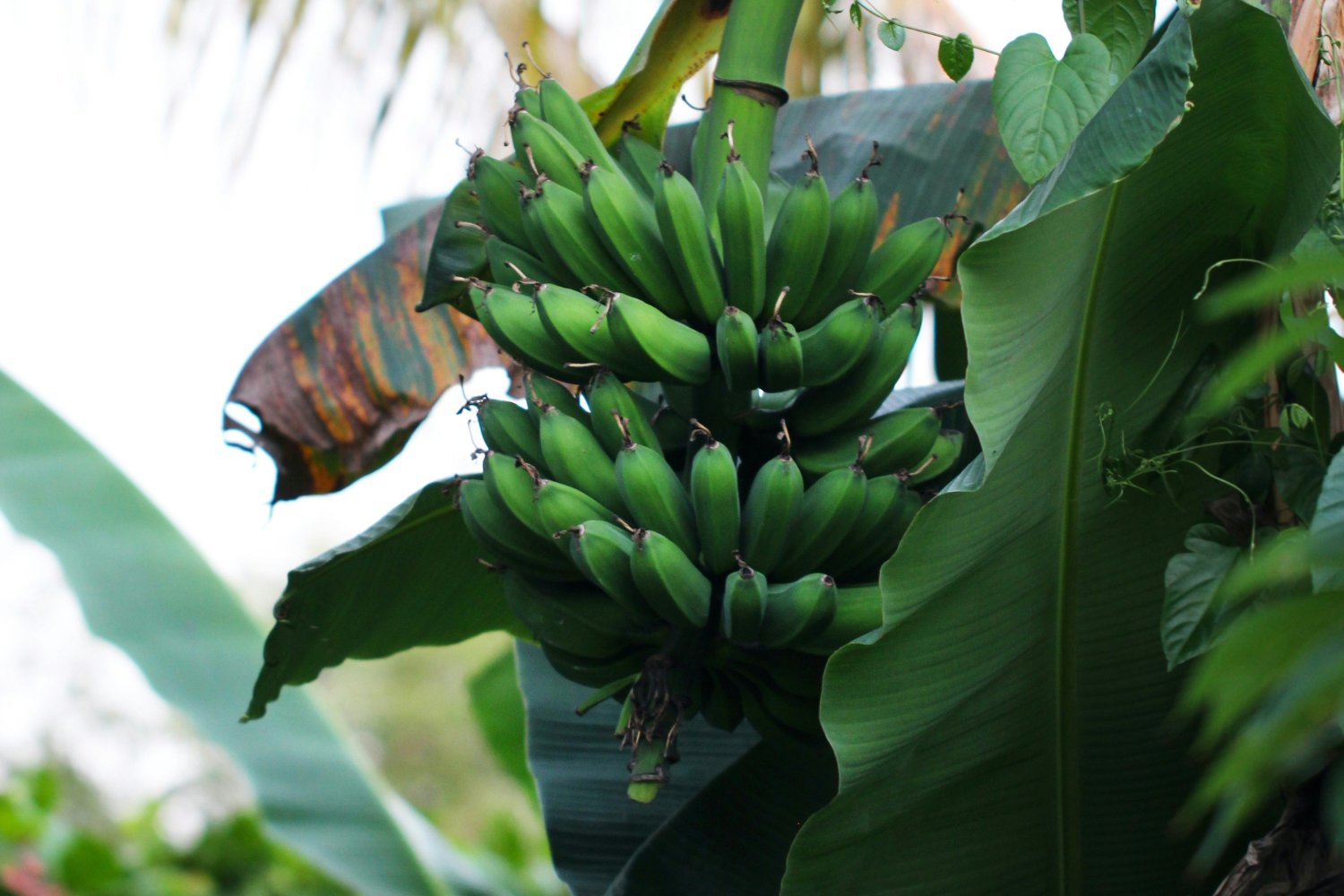 El Platano Verde Puede Ayudar A Prevenir El Cancer Colorrectal