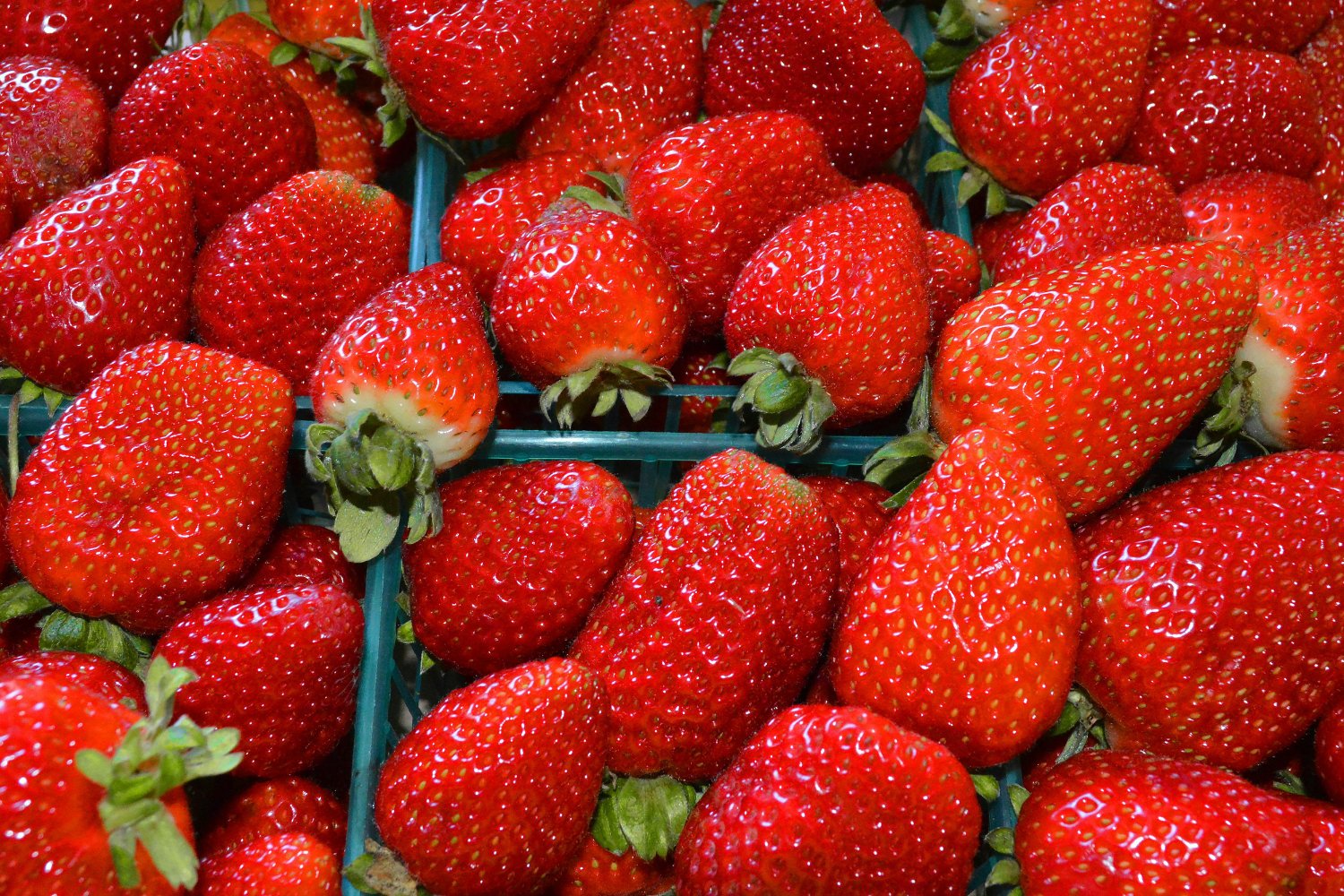 Fresas
