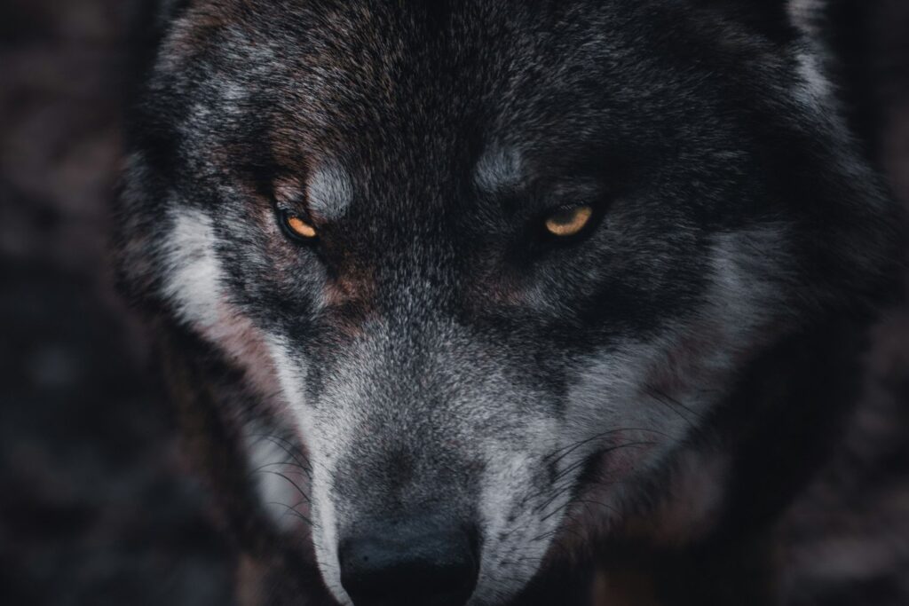 La Desextincion Del Lobo Huargo