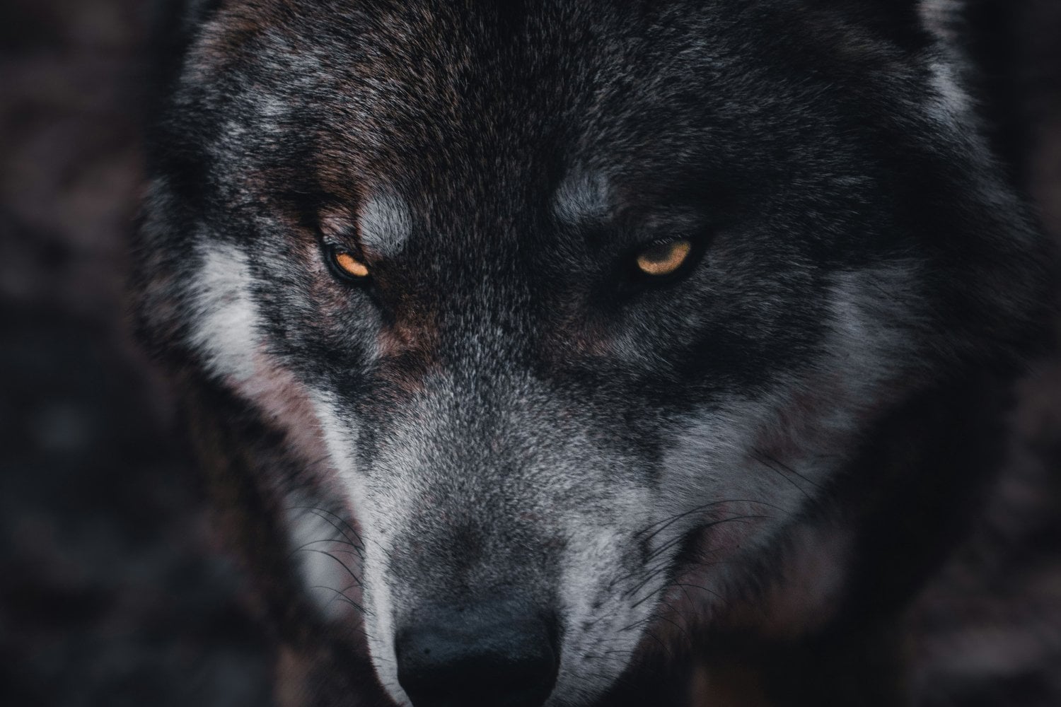 La Desextincion Del Lobo Huargo