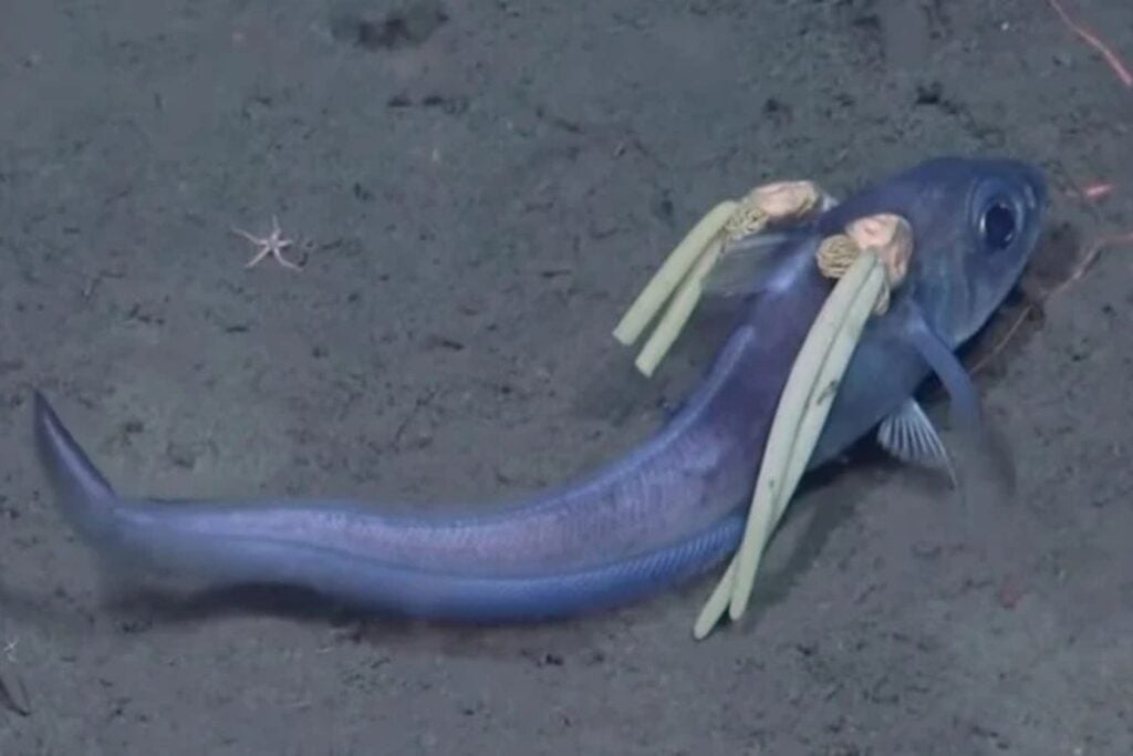 Pez Con Parasitos Que Parecen Pelo