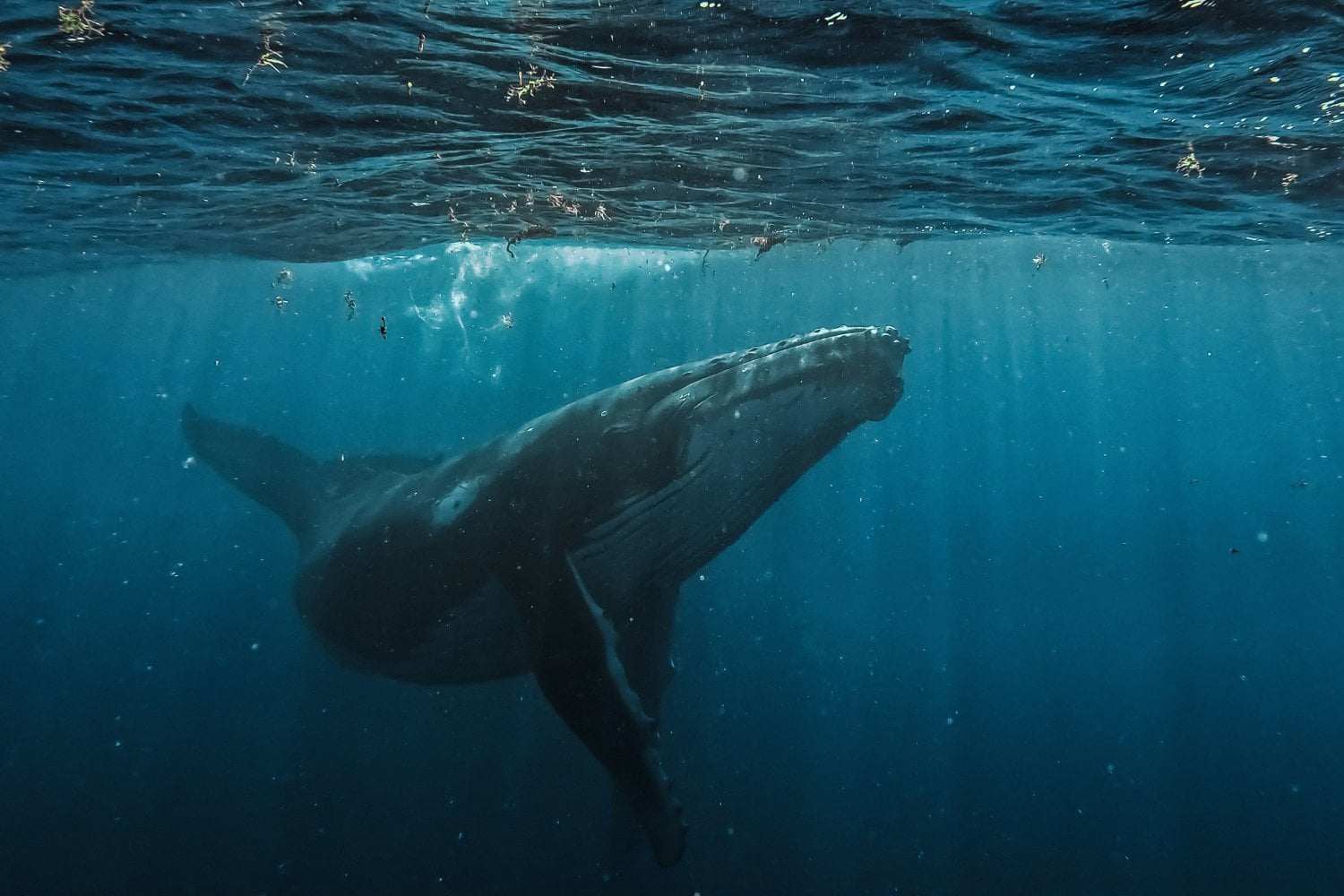 Por Que Las Ballenas Comen Plastico
