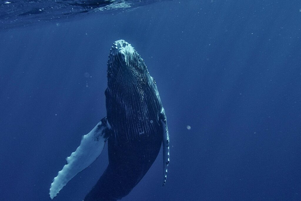 Por Que Las Ballenas Comen Plastico