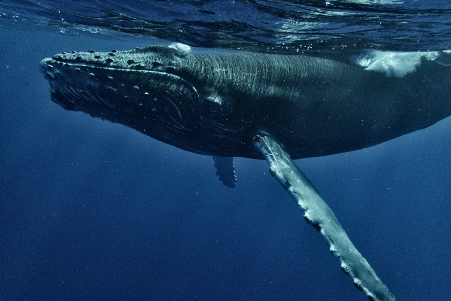 Por Que Las Ballenas Comen Plastico