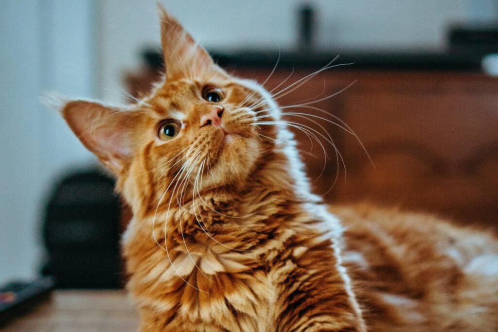 Reaccion De Gatos Cuando Los Llama Su Dueño