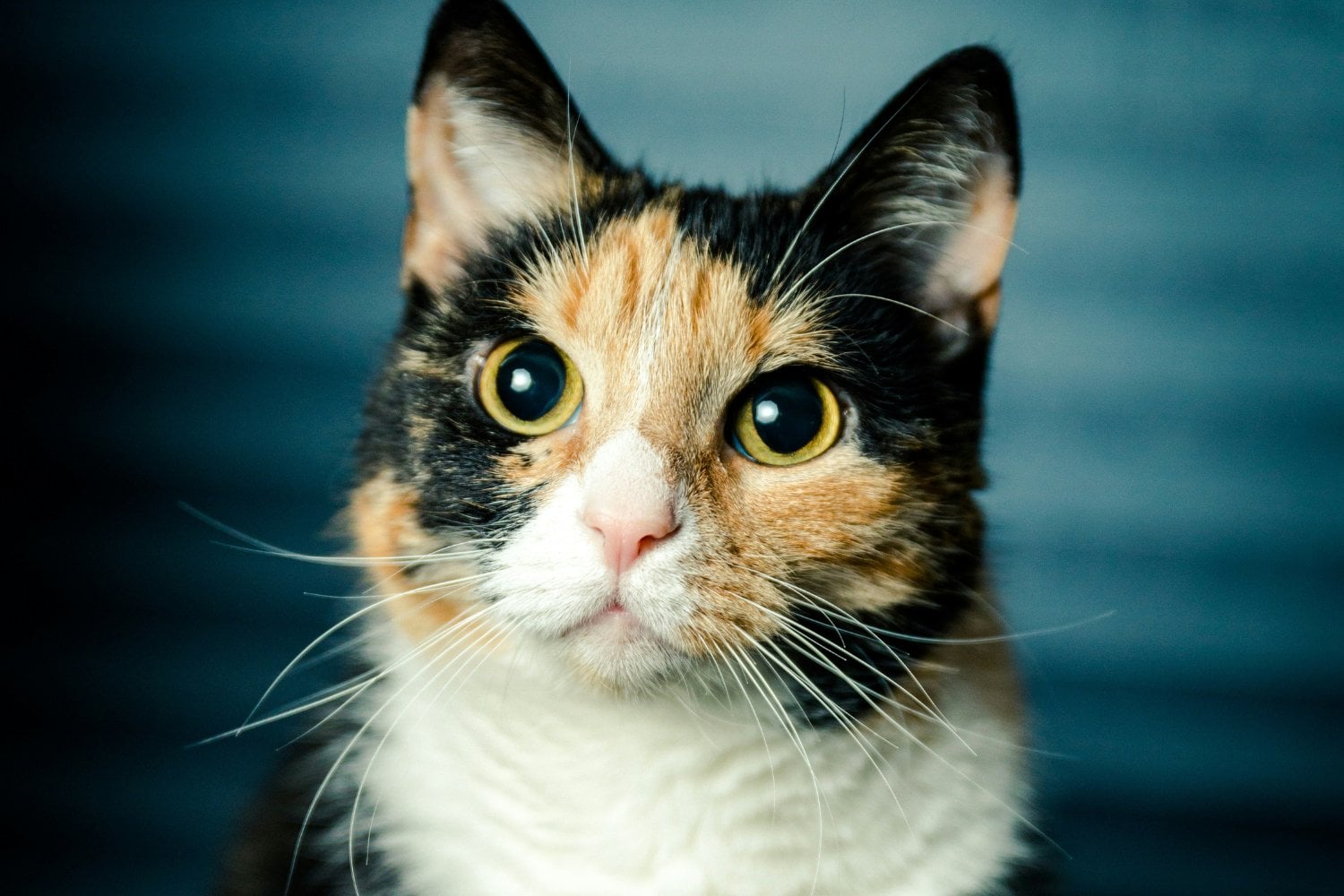 Reaccion De Gatos Cuando Los Llama Su Dueño