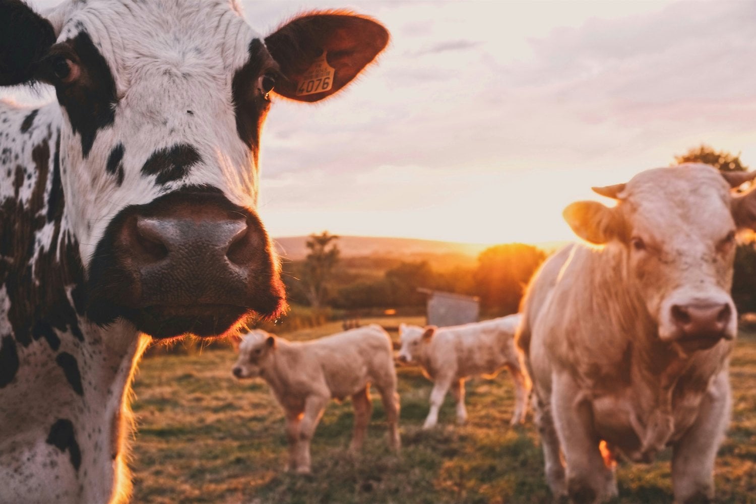 Vacas