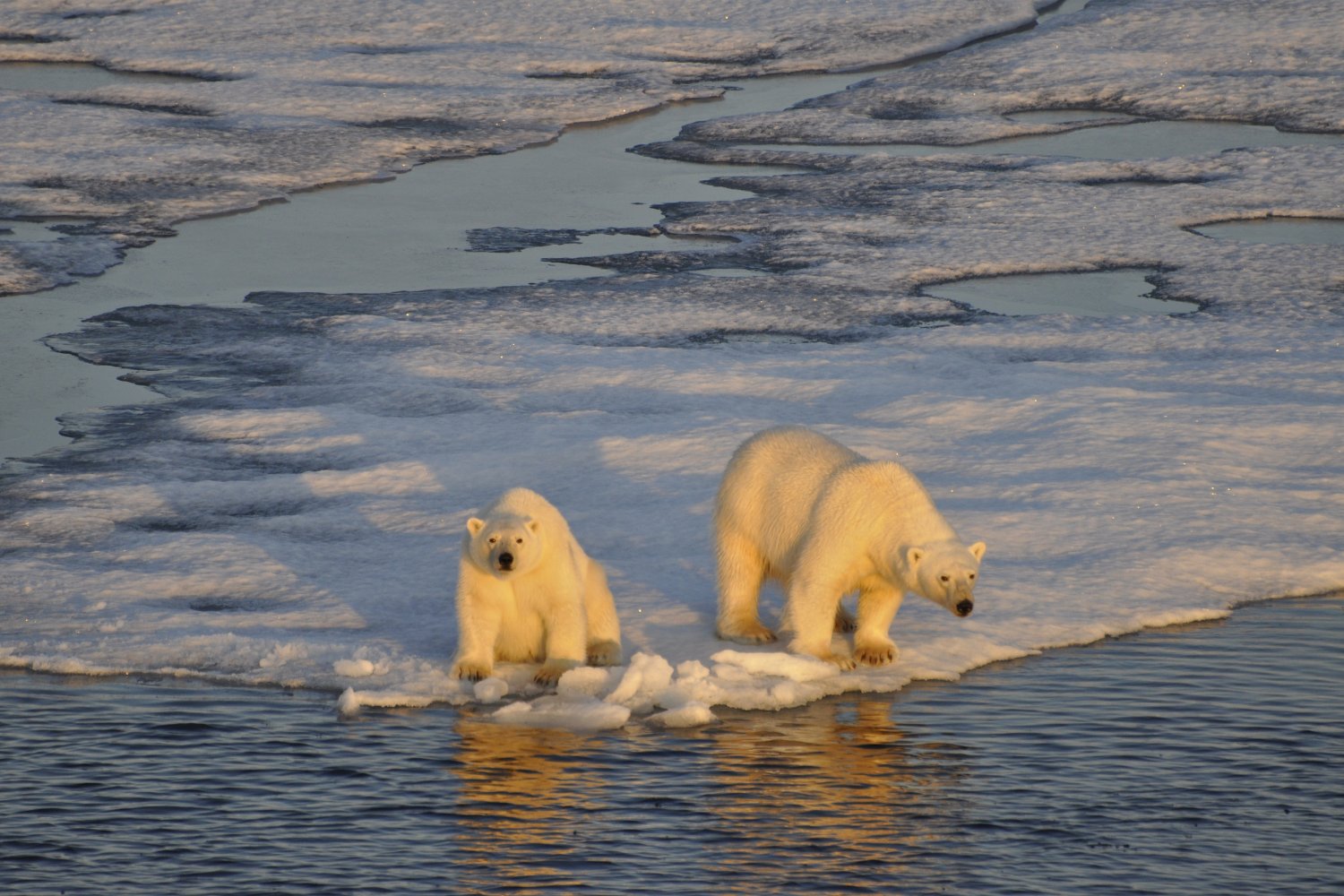 El alarmante declive del oso polar: qué está revelando su extrema delgadez sobre el futuro del Ártico