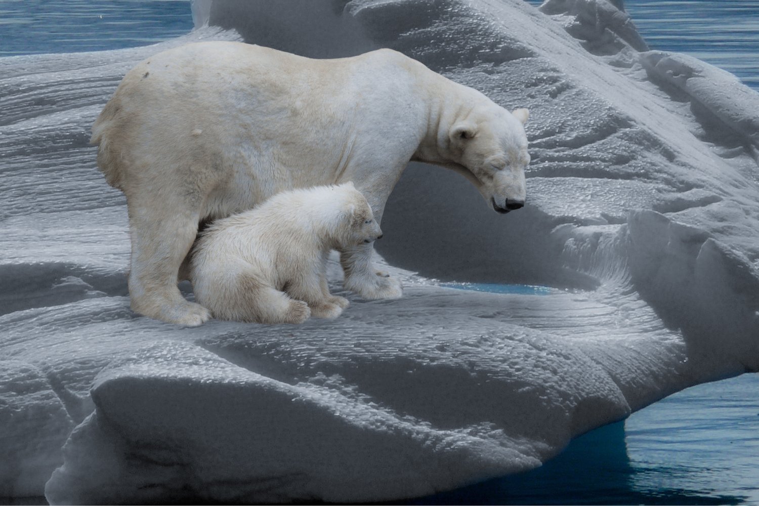 El alarmante declive del oso polar: qué está revelando su extrema delgadez sobre el futuro del Ártico