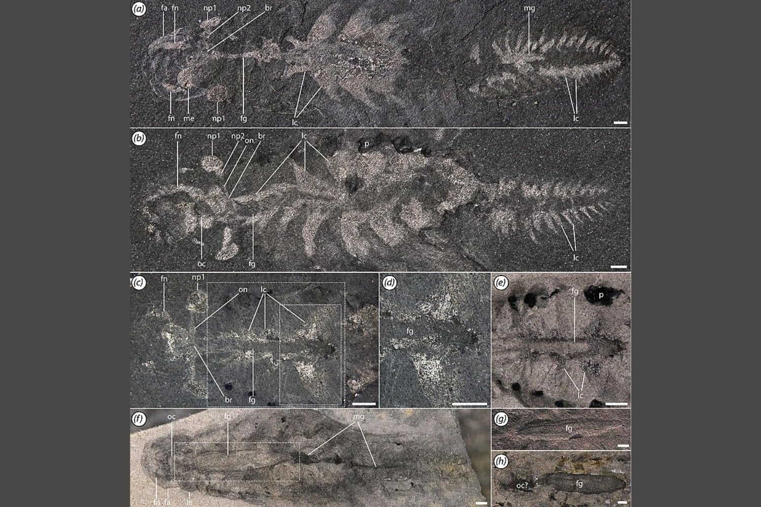 Una criatura marina con tres ojos y respiración trasera desafía lo que creíamos saber sobre la evolución