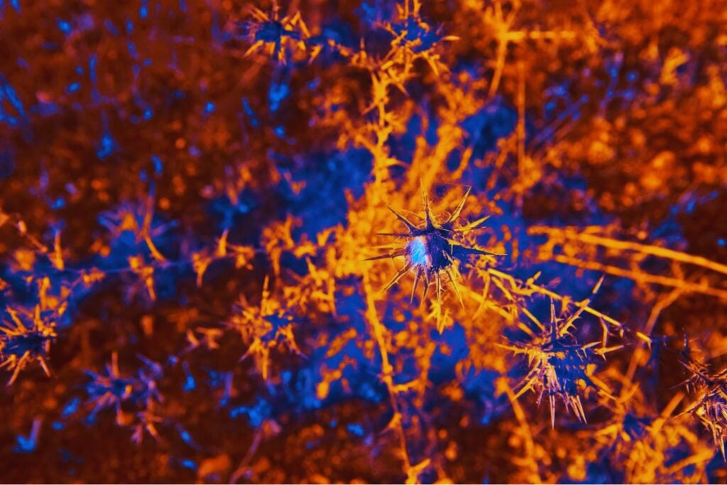 Descubren neuronas que predicen el futuro: el cerebro anticipa lo que aún no ha vivido