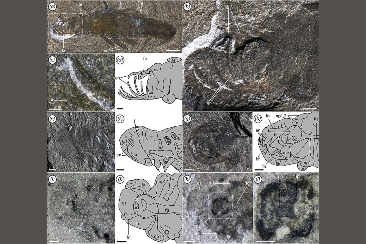 Una criatura marina con tres ojos y respiración trasera desafía lo que creíamos saber sobre la evolución