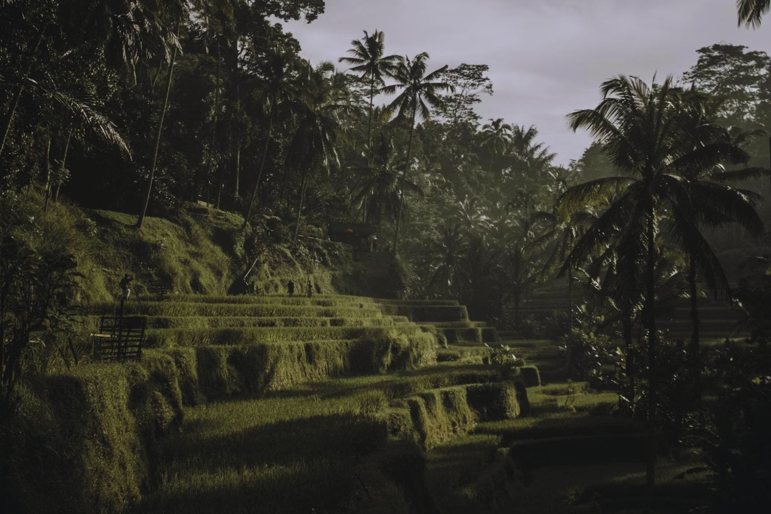 Un clic que reescribe la historia: descubren por accidente una megaciudad maya en la selva mexicana