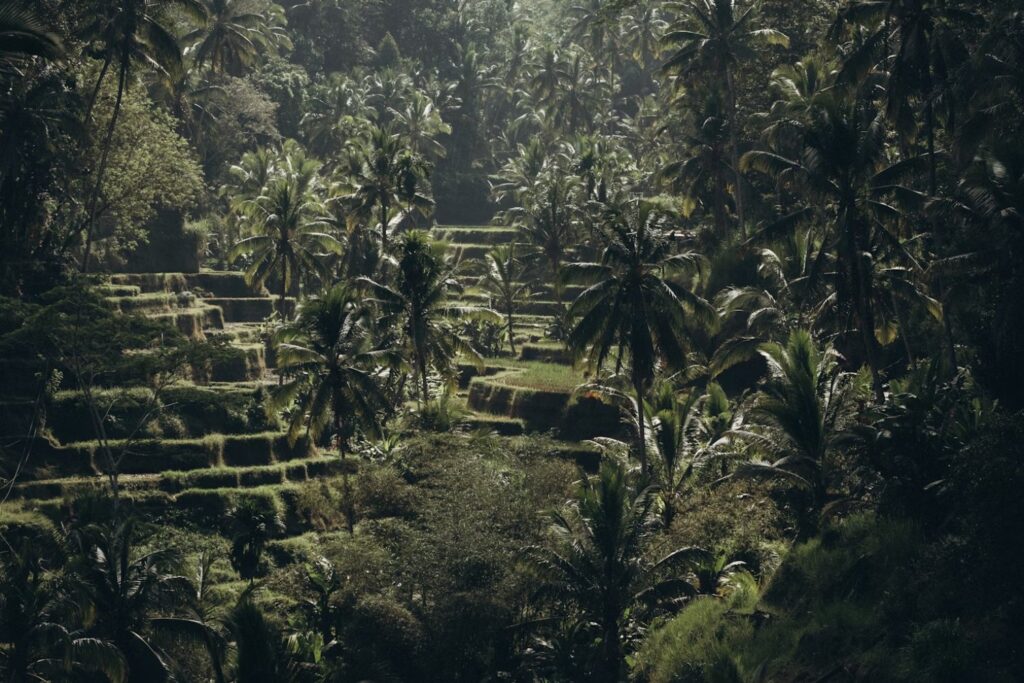 Un clic que reescribe la historia: descubren por accidente una megaciudad maya en la selva mexicana