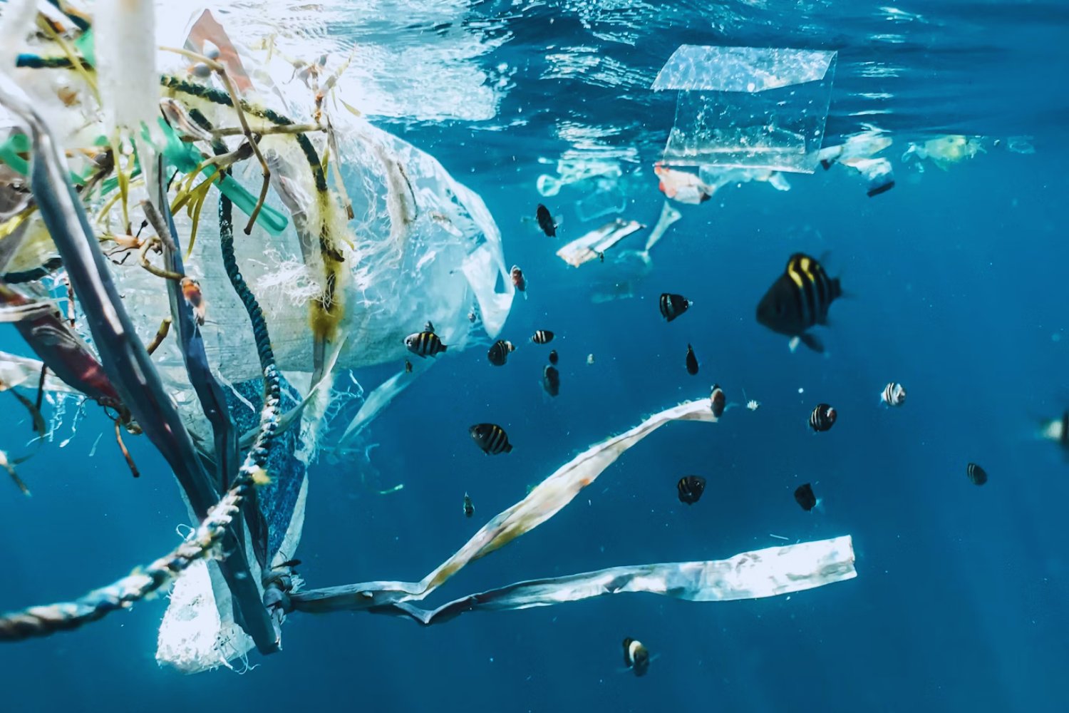 Lo que el océano esconde: microplásticos hallados hasta en la fosa más profunda del planeta