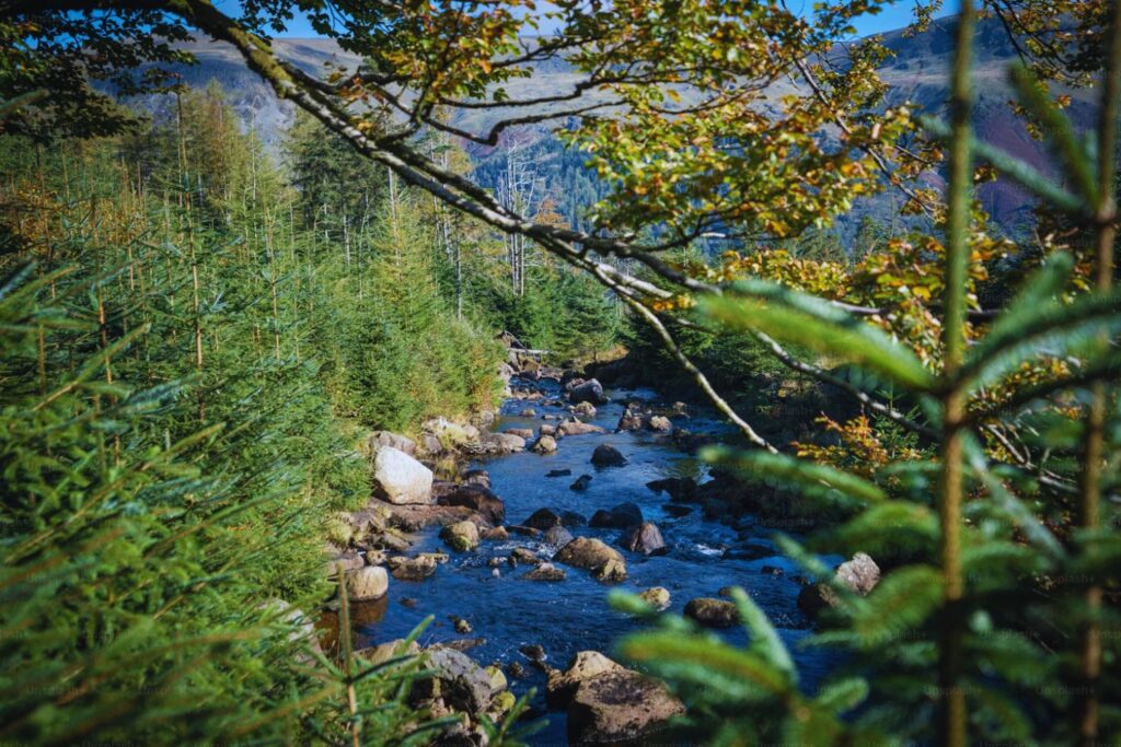 El bosque que guarda secretos del clima desde hace 60 años (y sigue sorprendiendo a la ciencia)