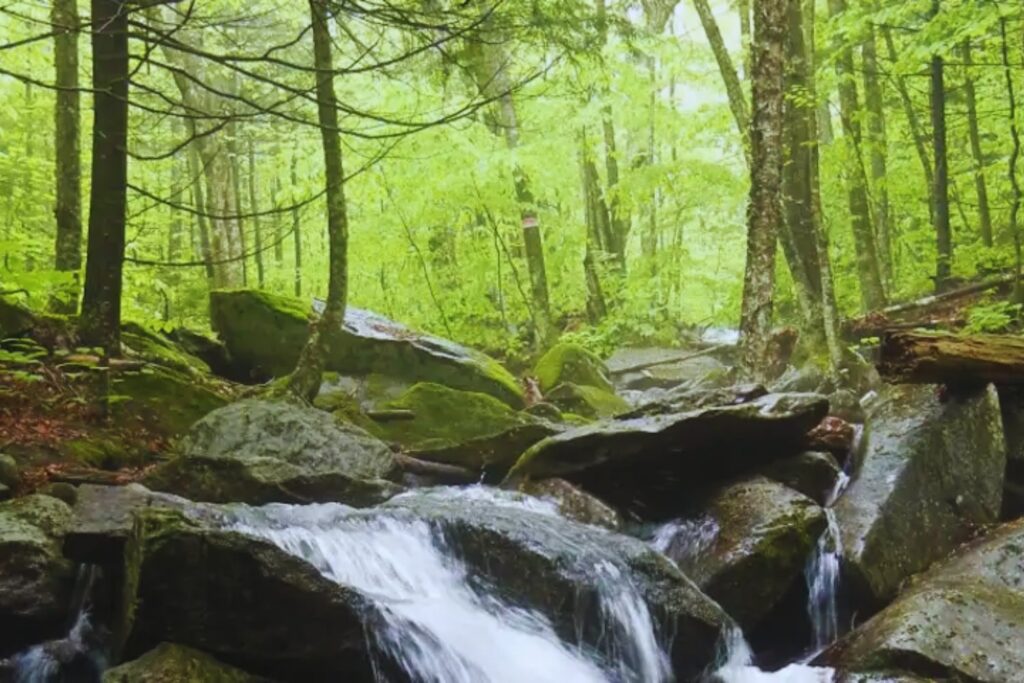 El bosque que guarda secretos del clima desde hace 60 años (y sigue sorprendiendo a la ciencia)