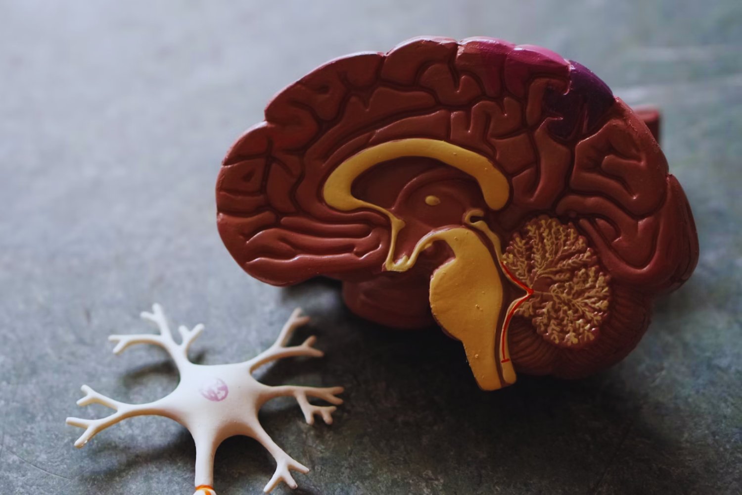 Lo que ocurre en tu cerebro tras dos horas de silencio al día podría cambiarlo todo