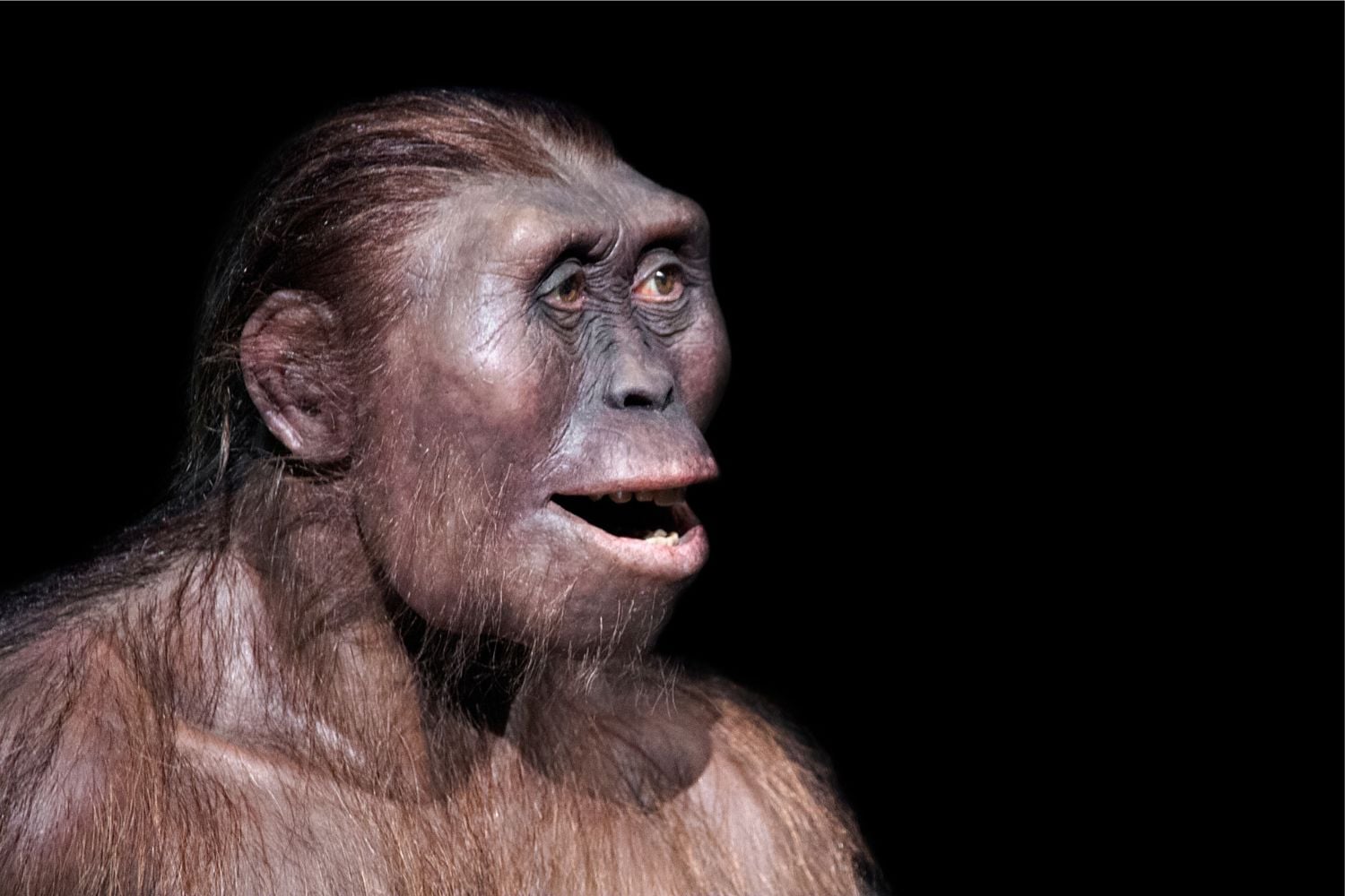 evolucion humana