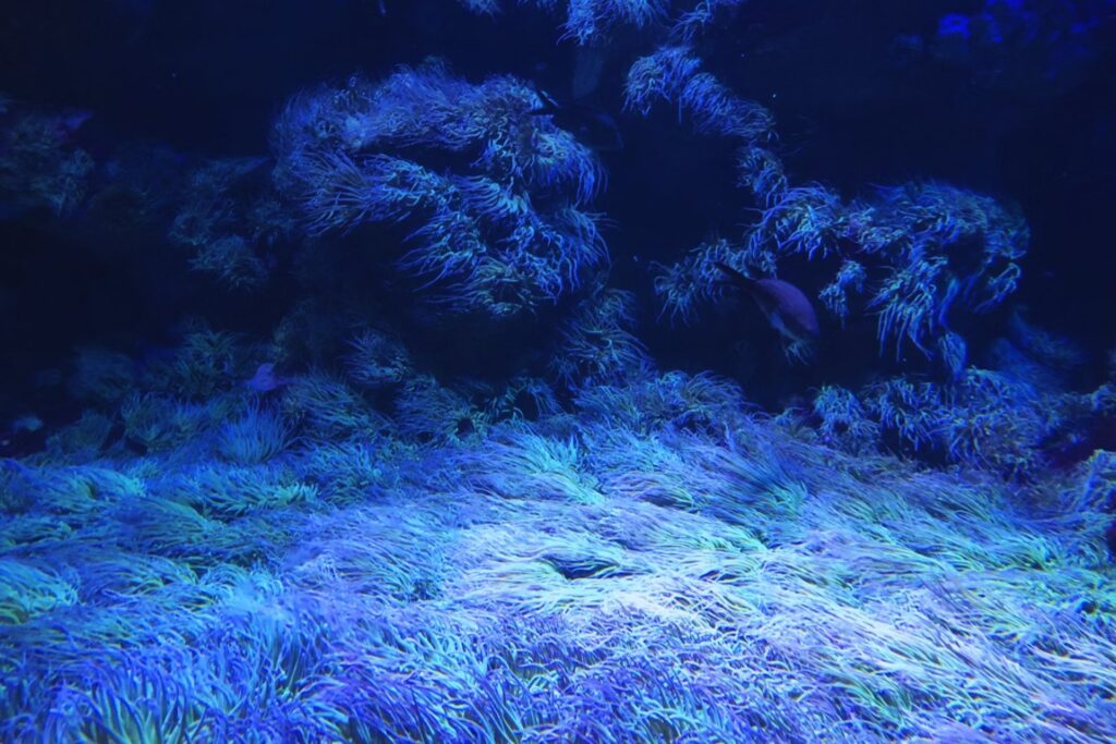 El aviso silencioso del océano: los arrecifes de coral están alcanzando un límite sin retorno