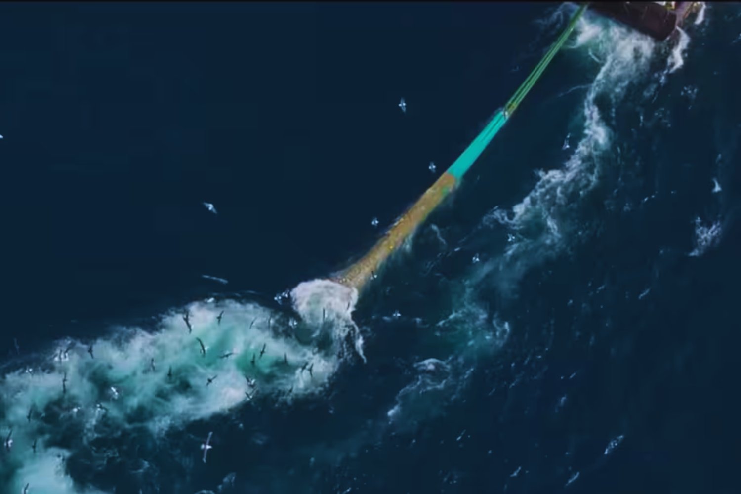 La verdad oculta bajo el mar: impactantes imágenes revelan cómo la pesca de arrastre devasta el océano en tiempo real