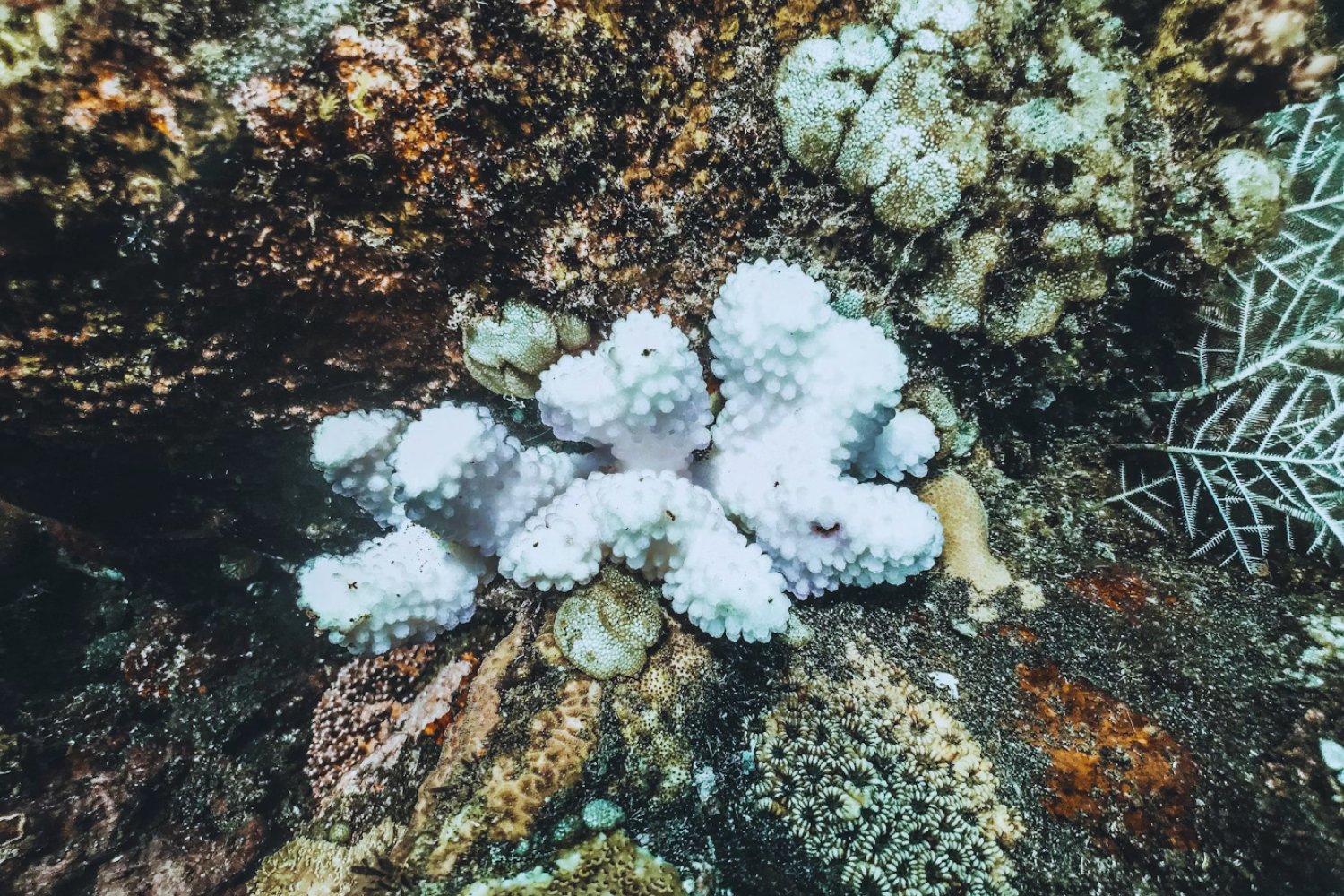 El aviso silencioso del océano: los arrecifes de coral están alcanzando un límite sin retorno