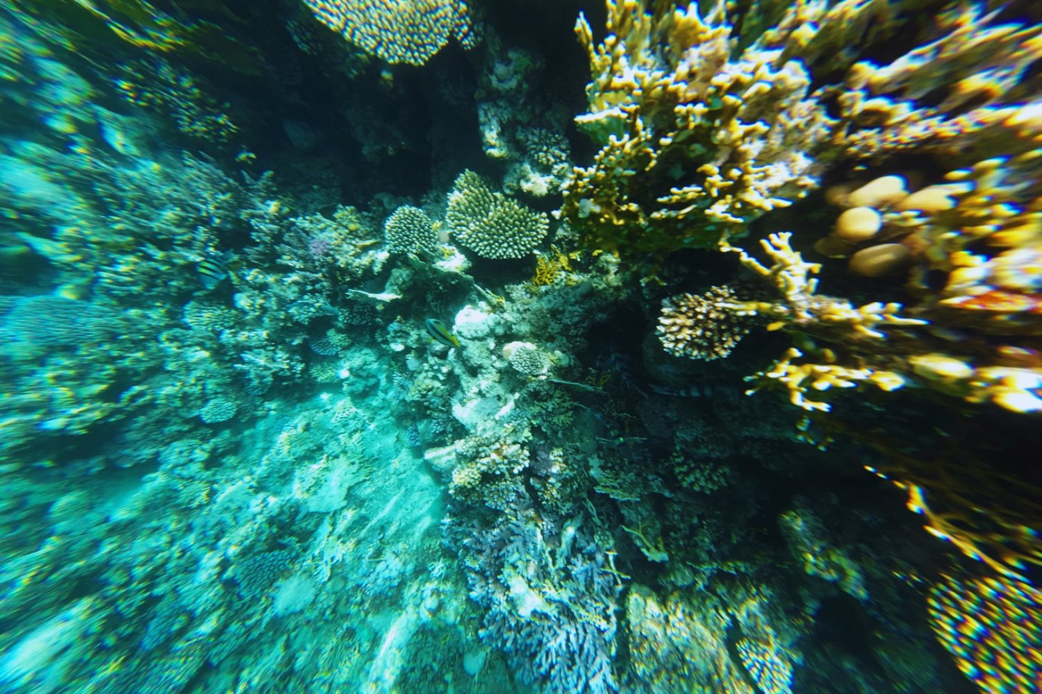El aviso silencioso del océano: los arrecifes de coral están alcanzando un límite sin retorno