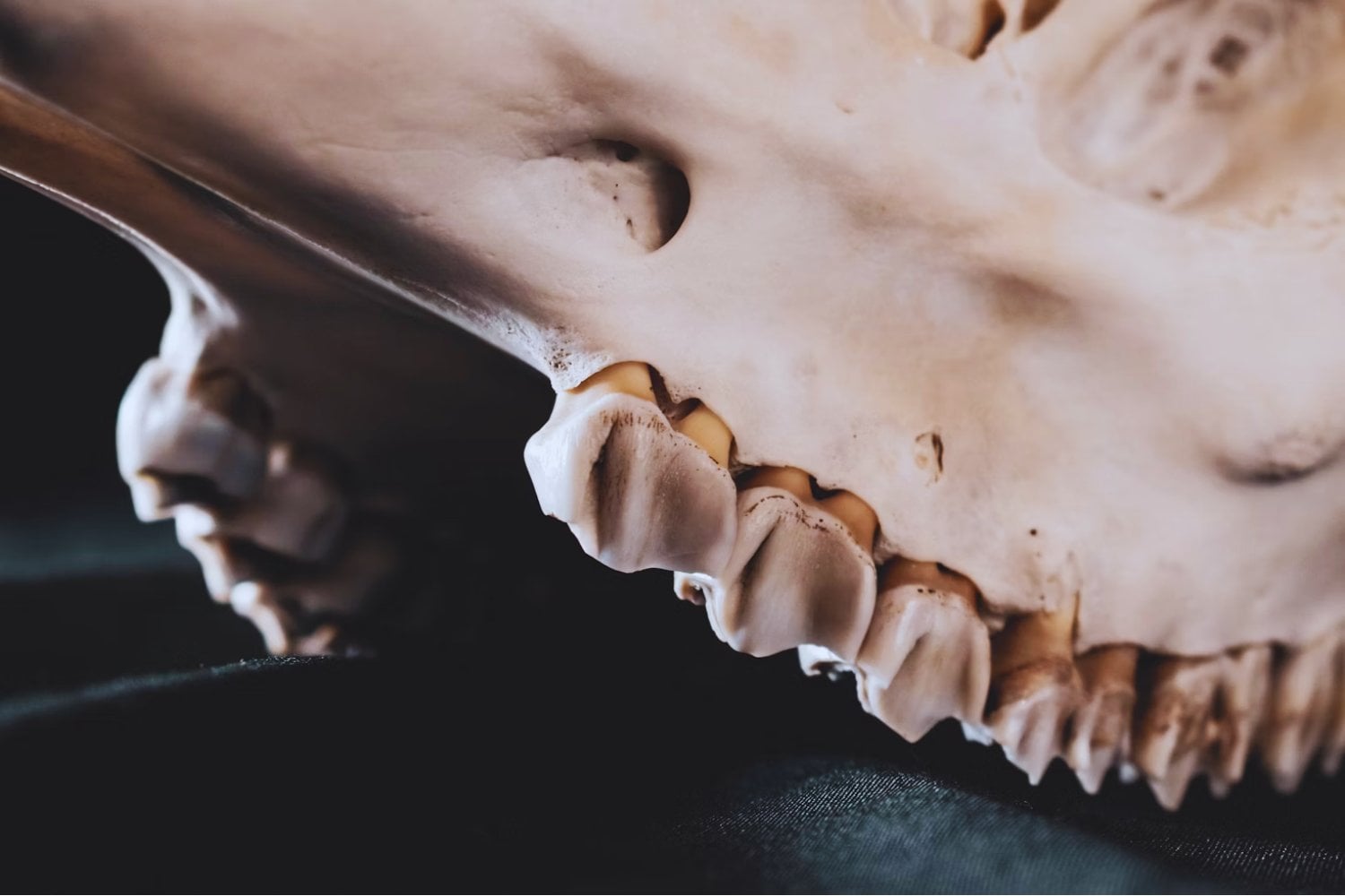 El secreto oculto tras el dolor de muelas: una pista de hace 500 millones de años