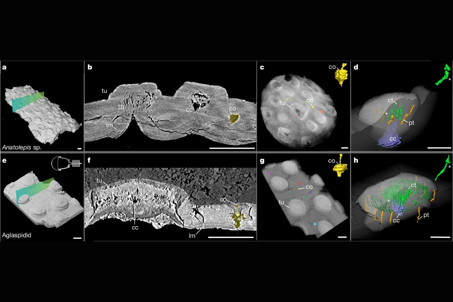 El secreto oculto tras el dolor de muelas: una pista de hace 500 millones de años