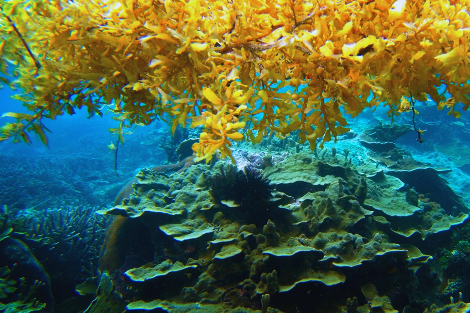 El misterioso mar sin costas que confundió a Colón y hoy ayuda a estabilizar el clima del planeta