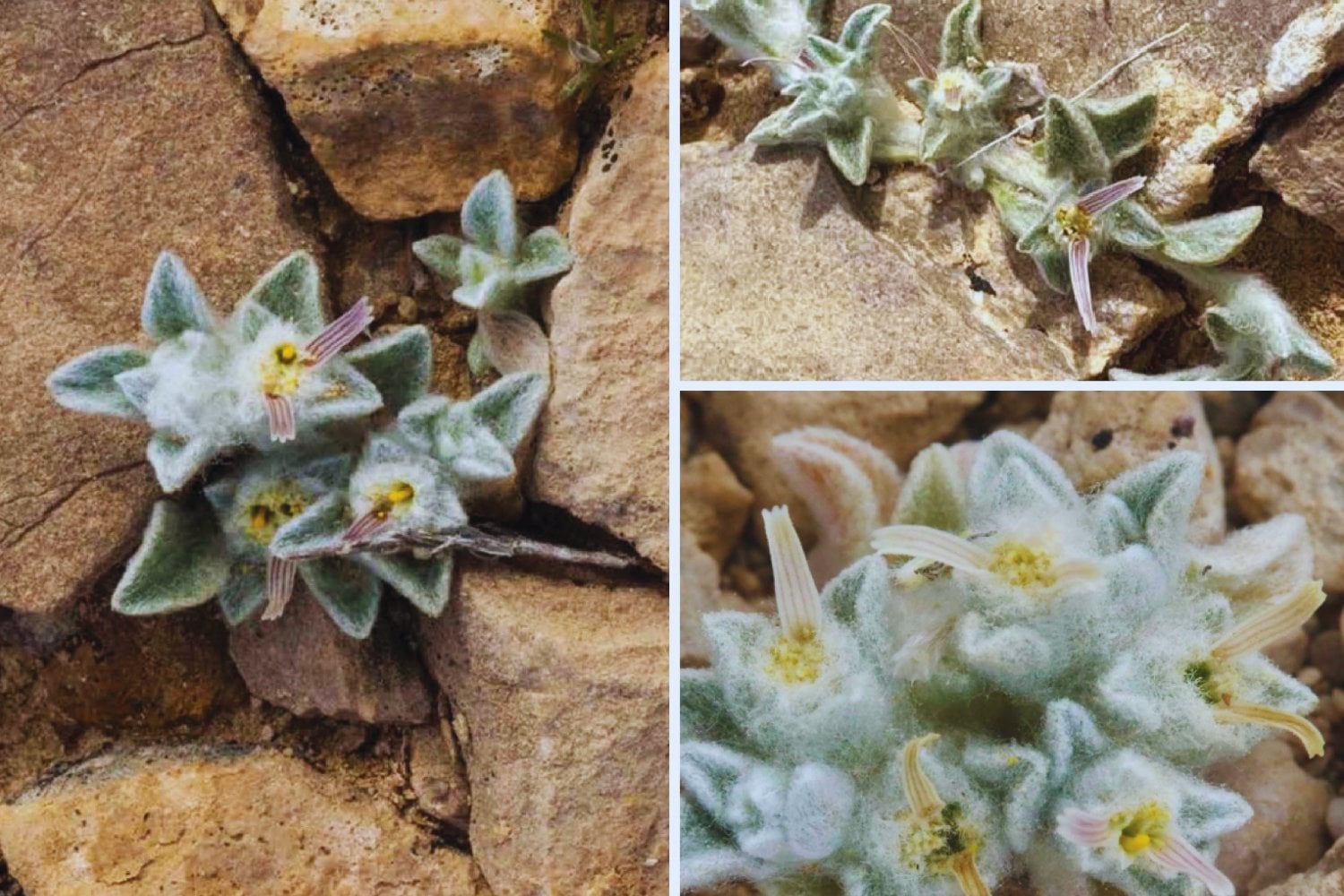 Algo insólito brota entre las rocas: la planta desconocida que asombra a la ciencia en EE. UU.