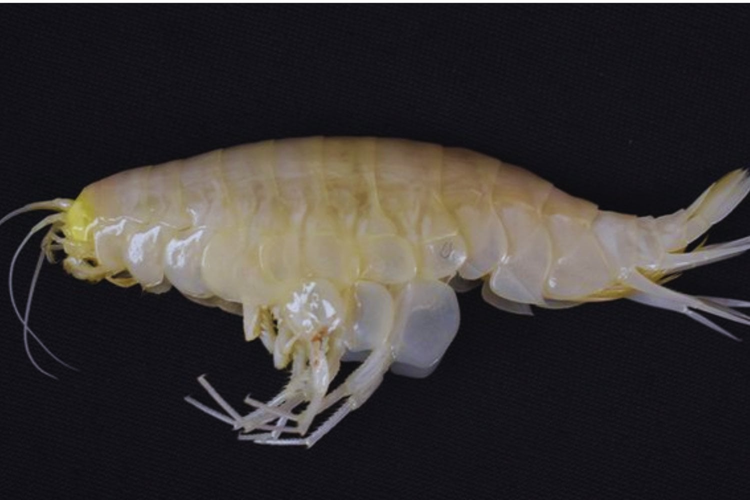 Una criatura de las profundidades domina el 59&nbsp;% del océano… y casi nadie sabía que existía