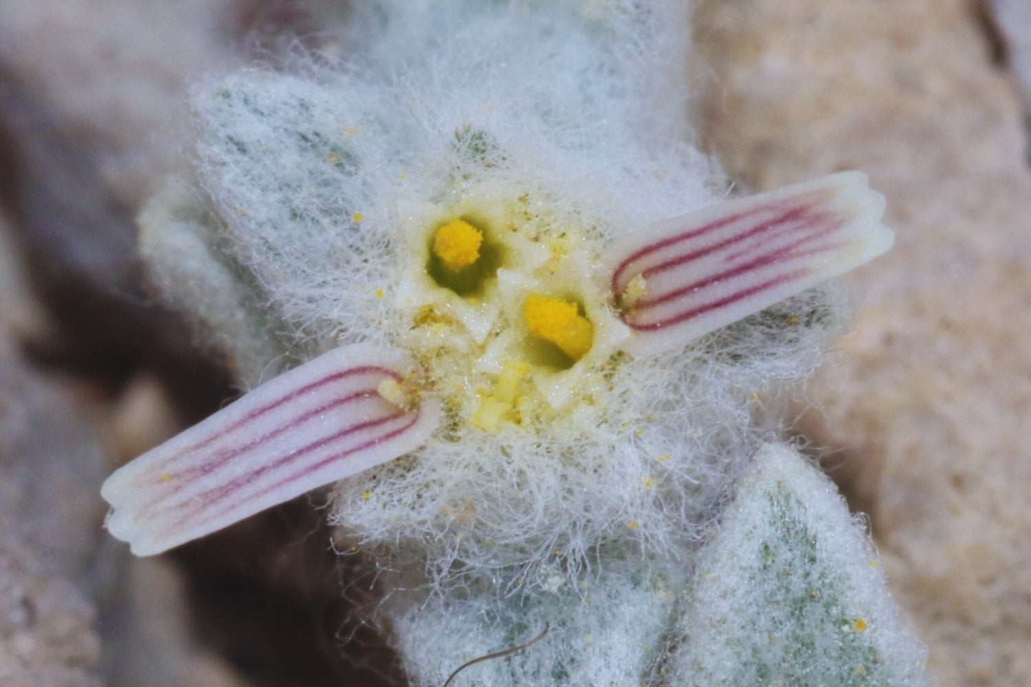 Algo insólito brota entre las rocas: la planta desconocida que asombra a la ciencia en EE. UU.