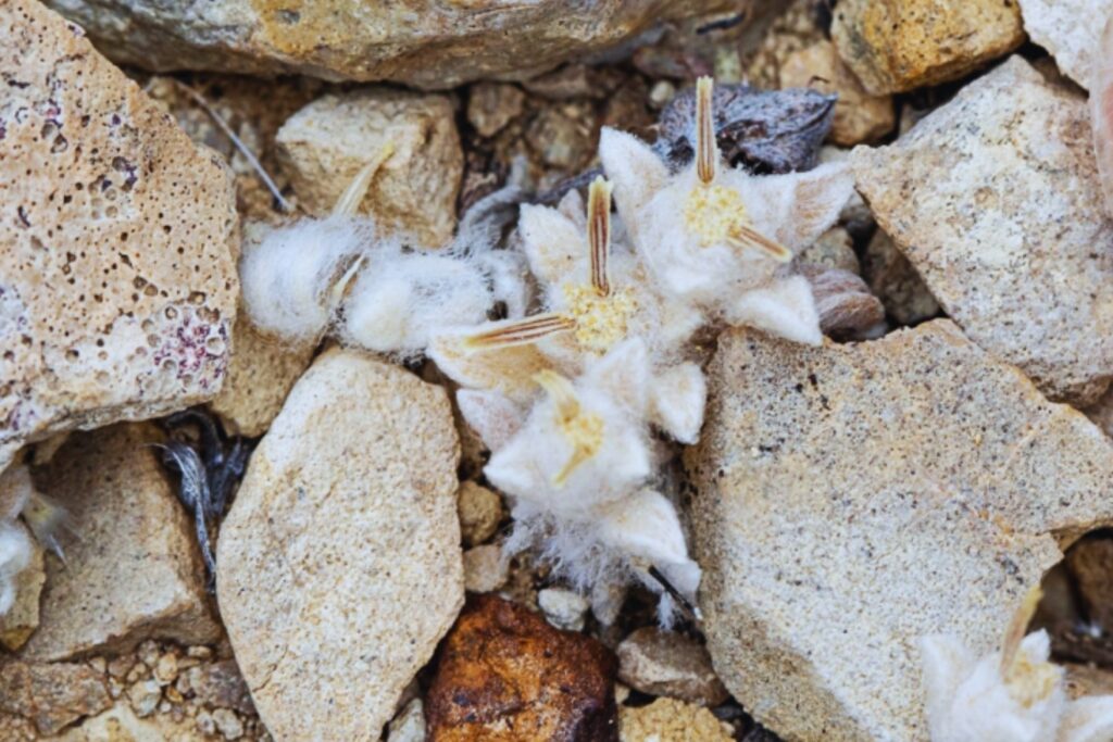 Algo insólito brota entre las rocas: la planta desconocida que asombra a la ciencia en EE. UU.