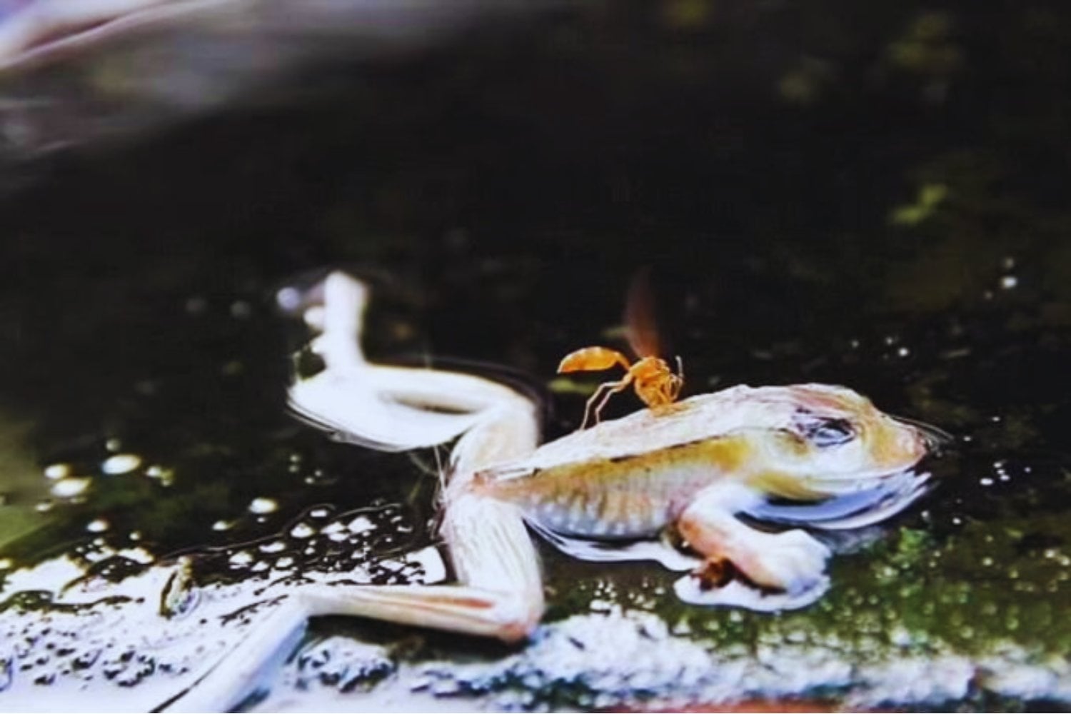 Un río que arde: el misterioso fenómeno natural que desafía a la ciencia en Sudamérica