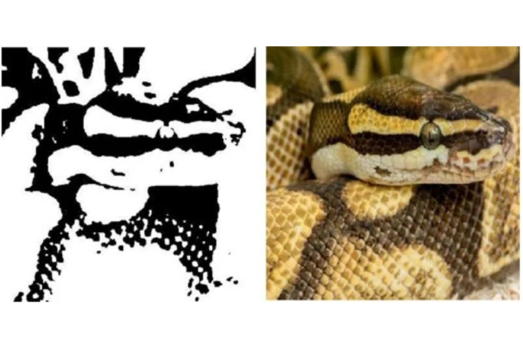 Diseño Sin Título (54)