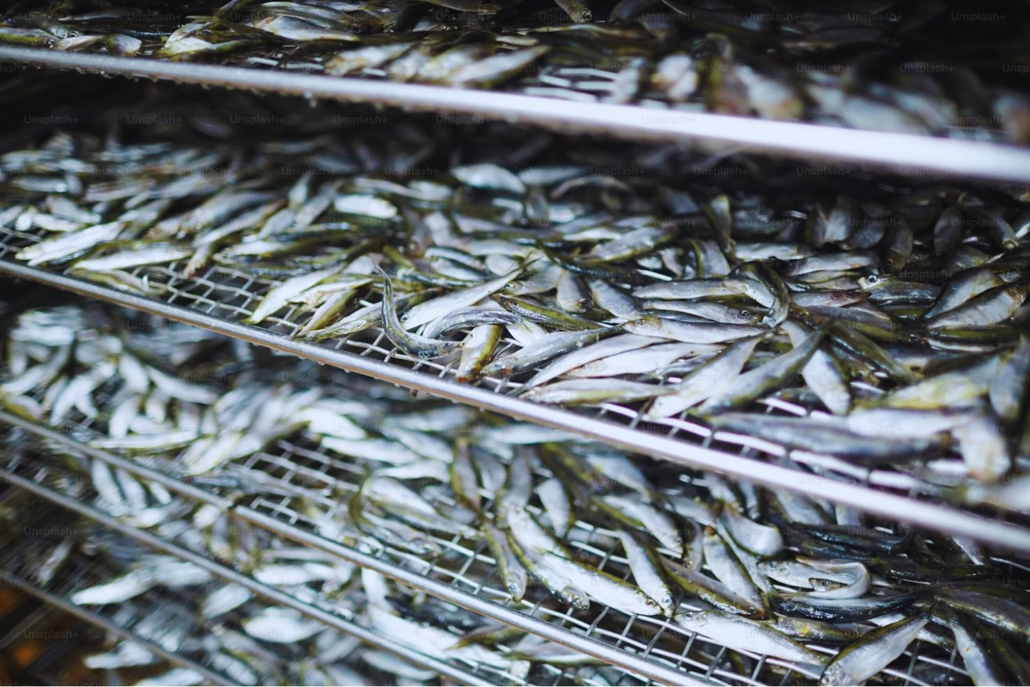 Ecuador se convierte en el tercer exportador de pescado más grande del mundo