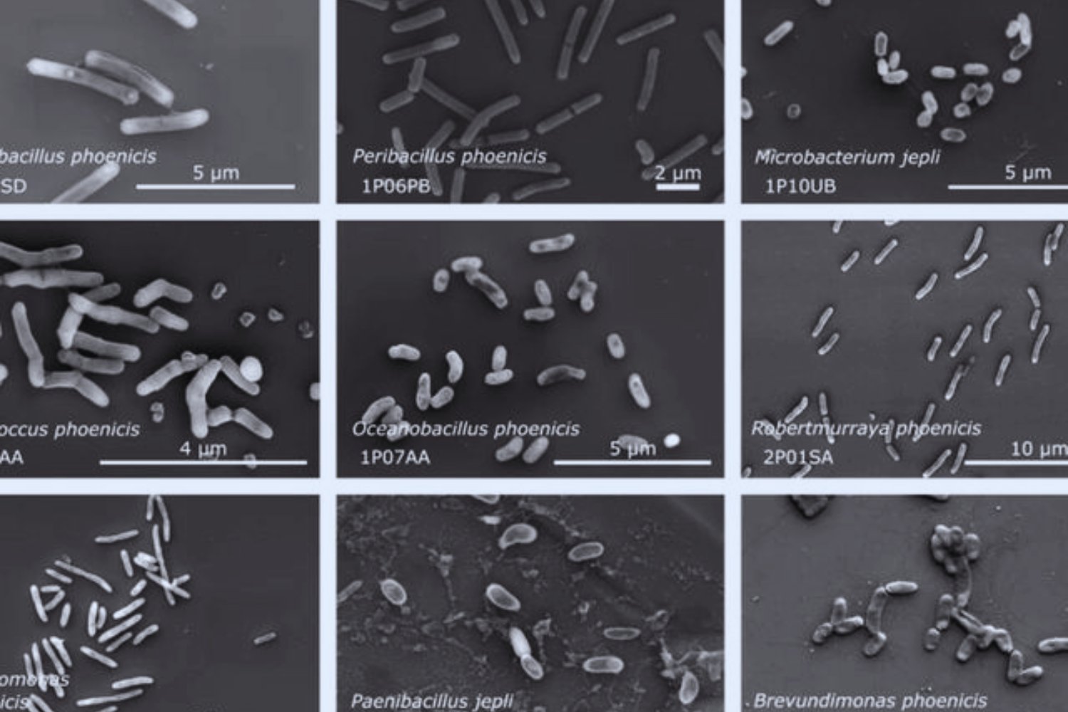 Marte, ¿ya no está solo?: el hallazgo de 26 microbios desconocidos que sobrevivieron al viaje desde la Tierra