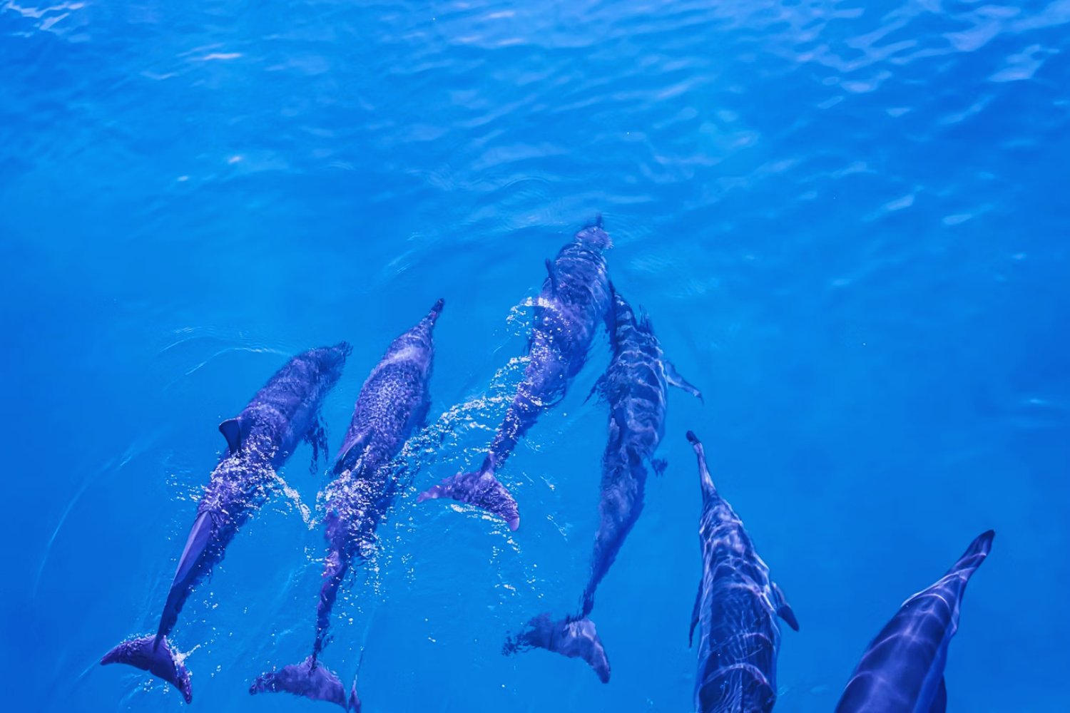 La trampa de la perfección: dos especies marinas que alcanzaron su cima evolutiva, pero ya no pueden escapar