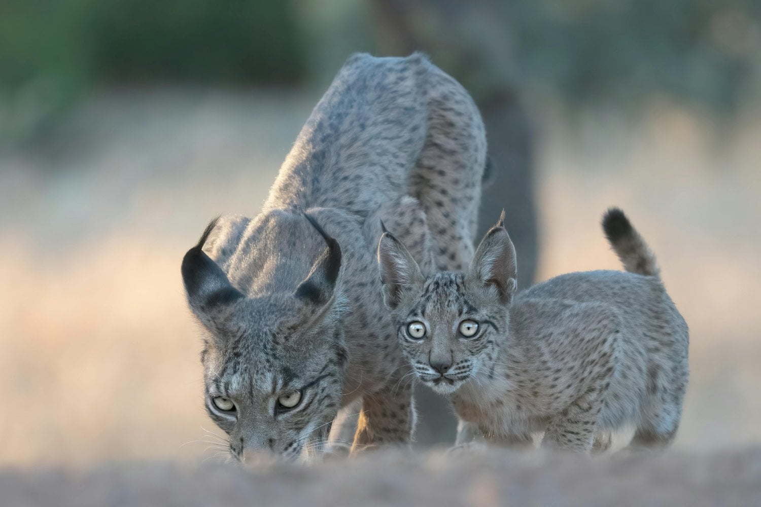 No estaba extinto, pero casi: el regreso silencioso del rey perdido de la península