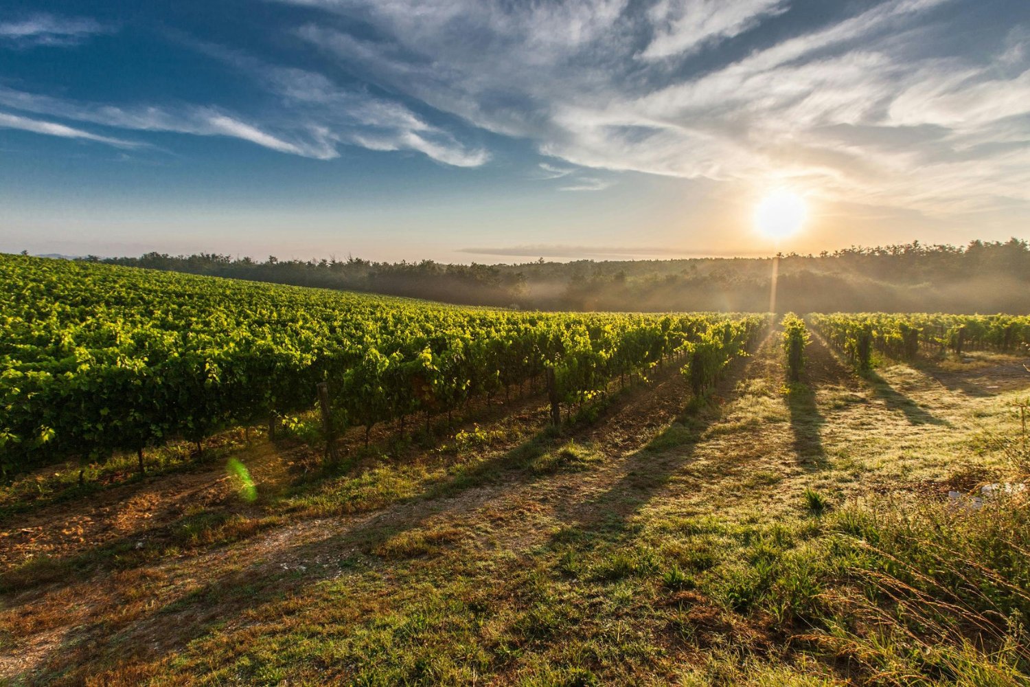 El secreto ancestral que podría salvar los vinos del sur de España