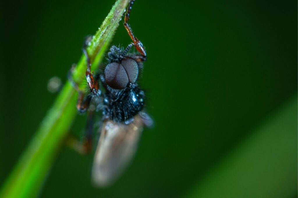 Madrid libra una silenciosa guerra en las aguas del Manzanares